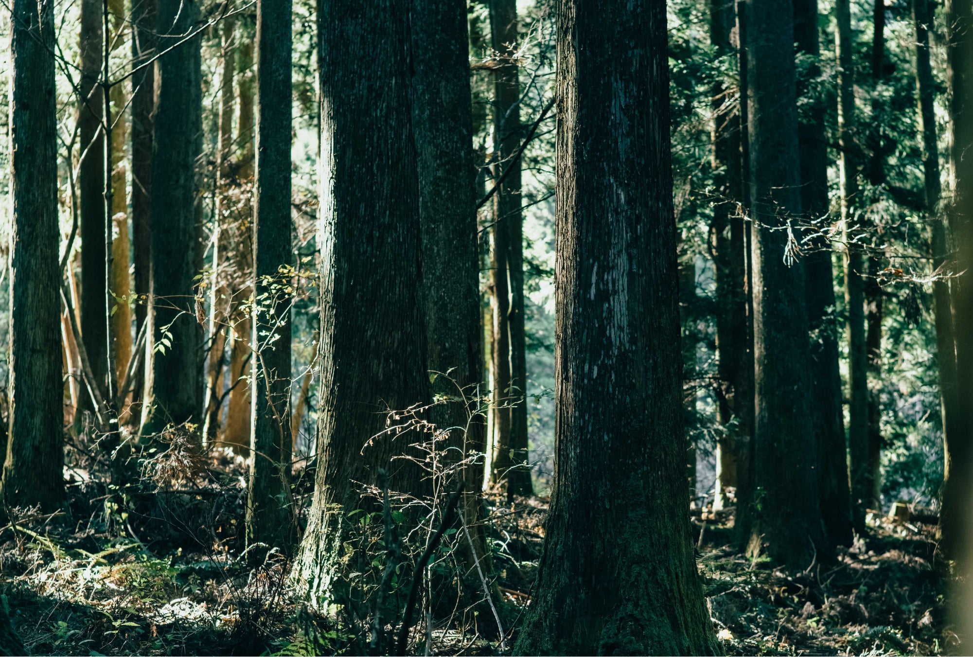 サステナブルコレクションvol.1「杉皮」と初売りの寄付に関するご報告