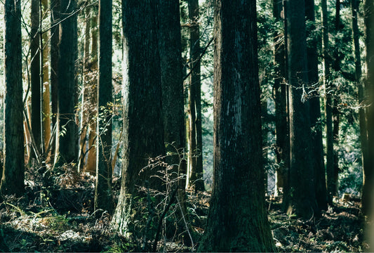 サステナブルコレクションvol.1「杉皮」と初売りの寄付に関するご報告