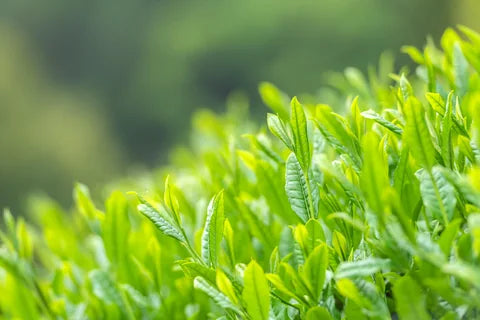 Fresh tea leaves on a tea farm
